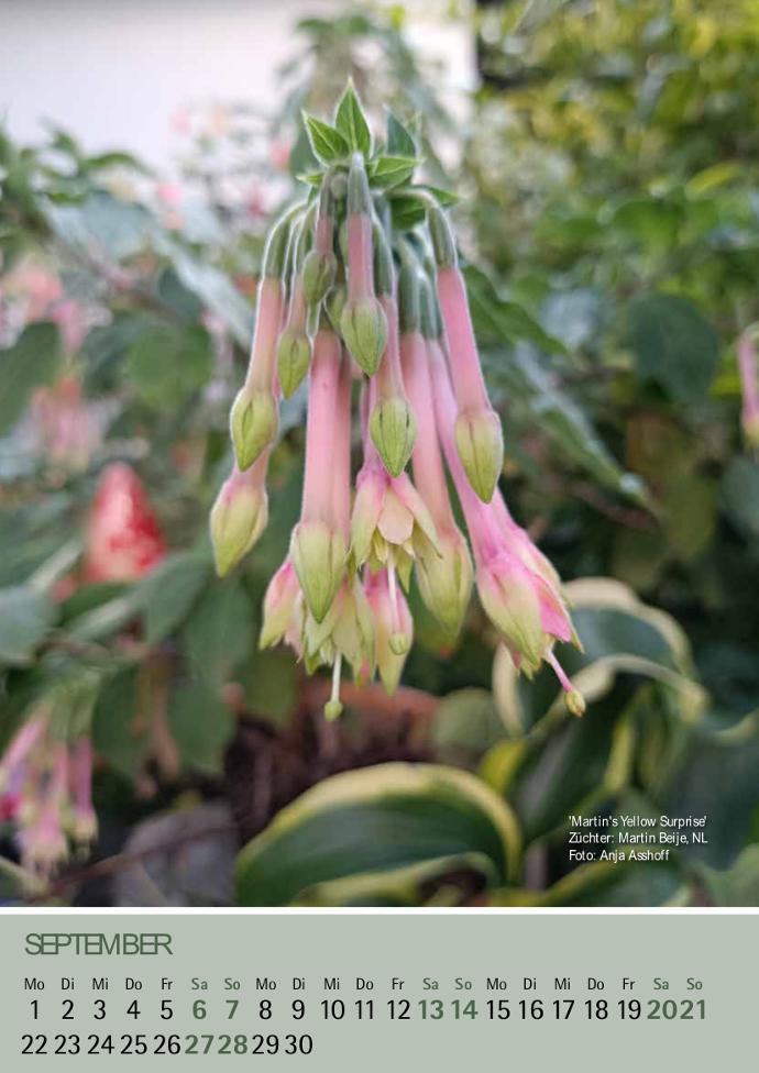 'Martins Yellow Surprise' Foto: Anja Asshoff.