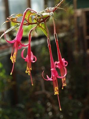  Fuchsia tillettiana Foto: Henk Hoefakker