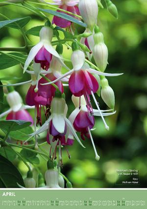 'Reichards Sämling' Foto: Wolfram Hänel