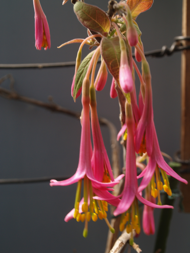Fuchsia mezae