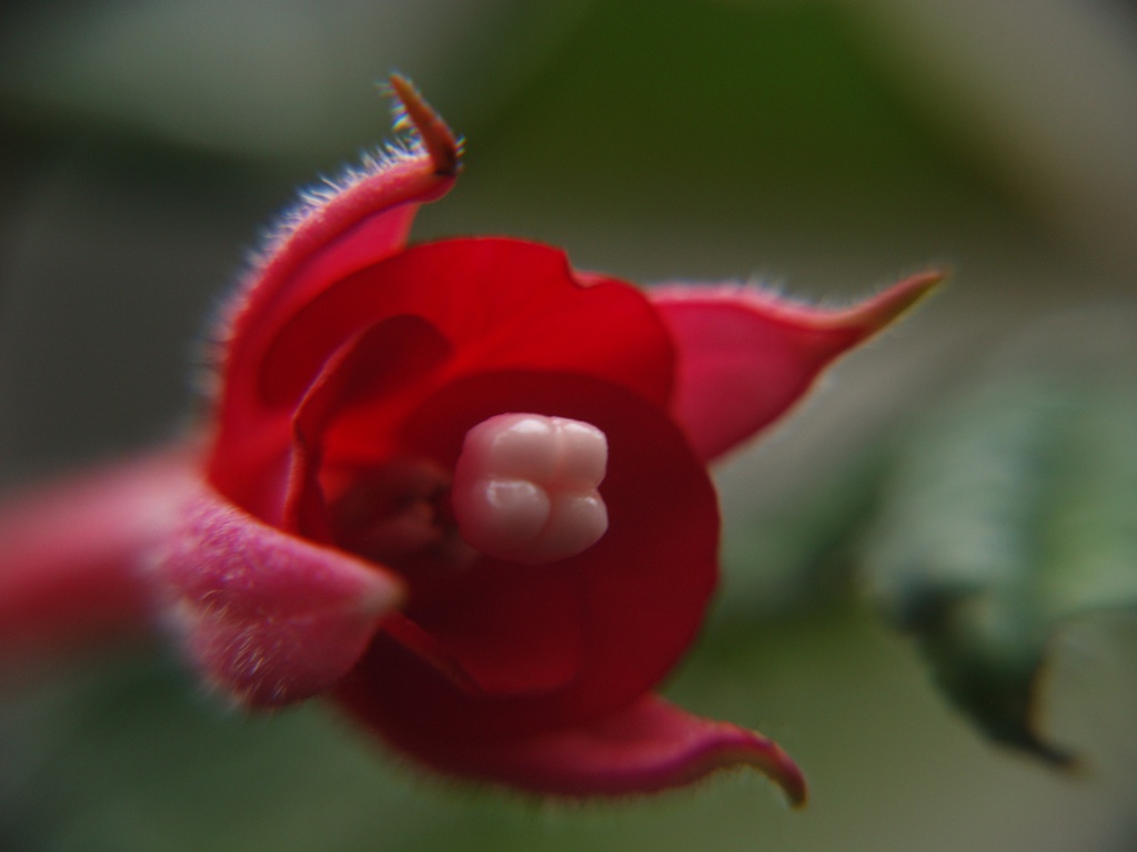 Fuchsia macrostigma