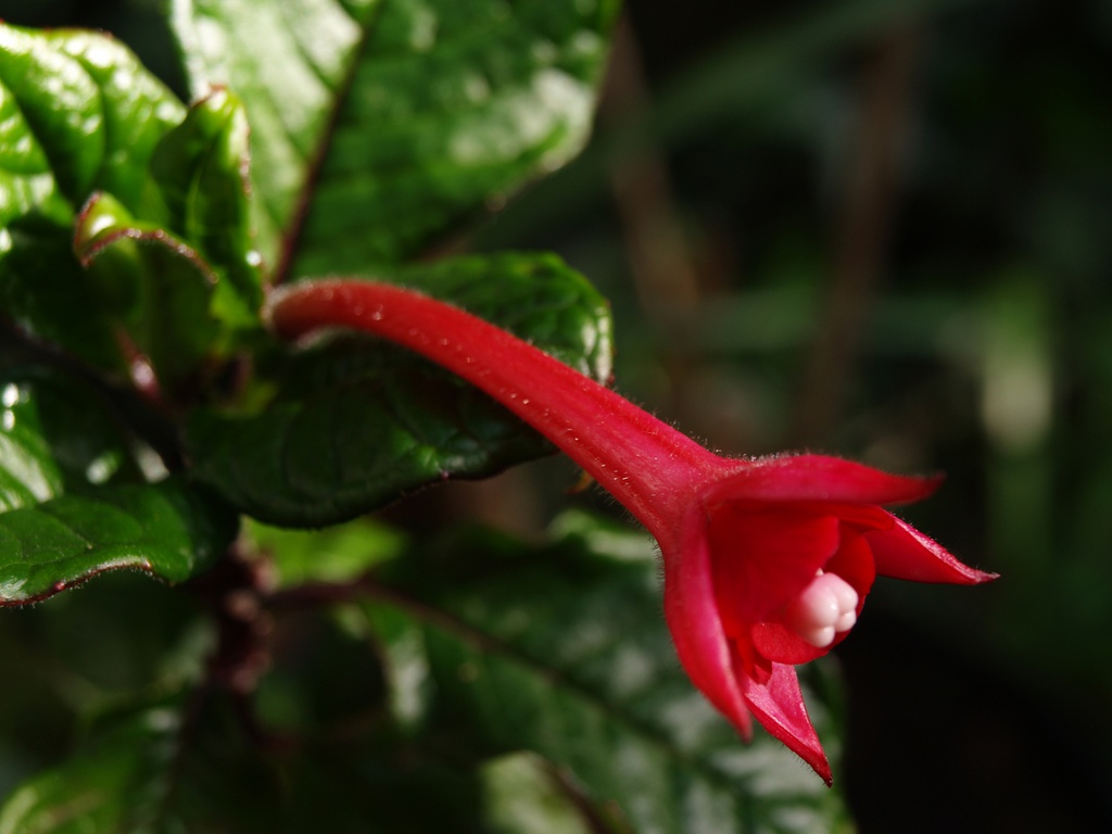 Fuchsia macrostigma