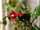 Fuchsia macrostigma