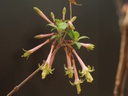 Fuchsia cestroides