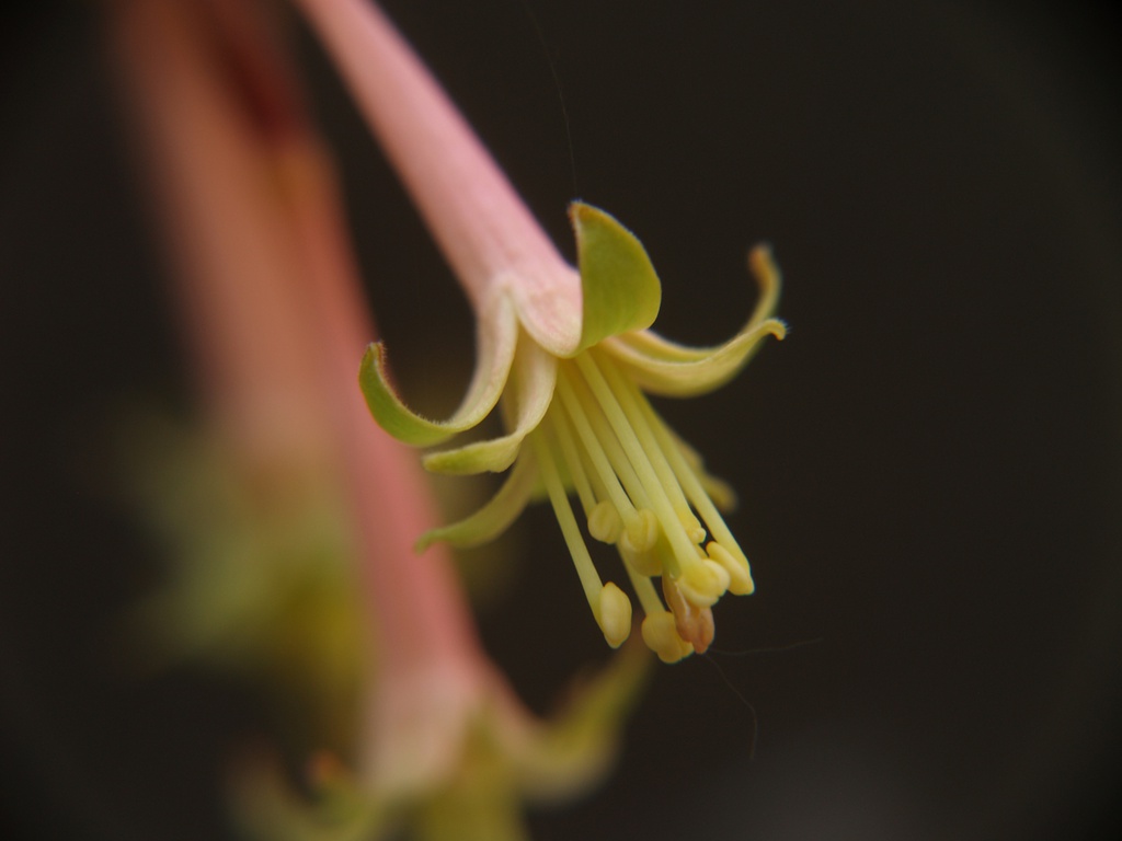 Fuchsia cestroides