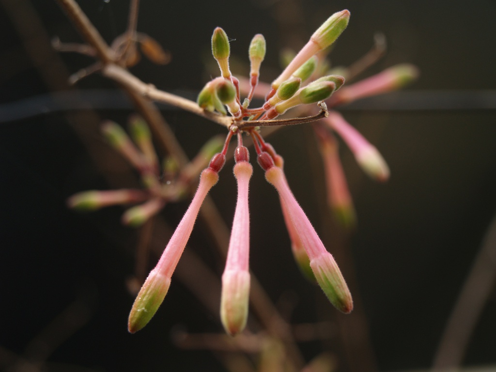 Fuchsia cestroides