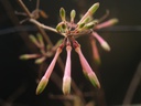 Fuchsia cestroides