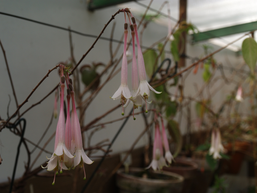 Fuchsia pilaloensis
