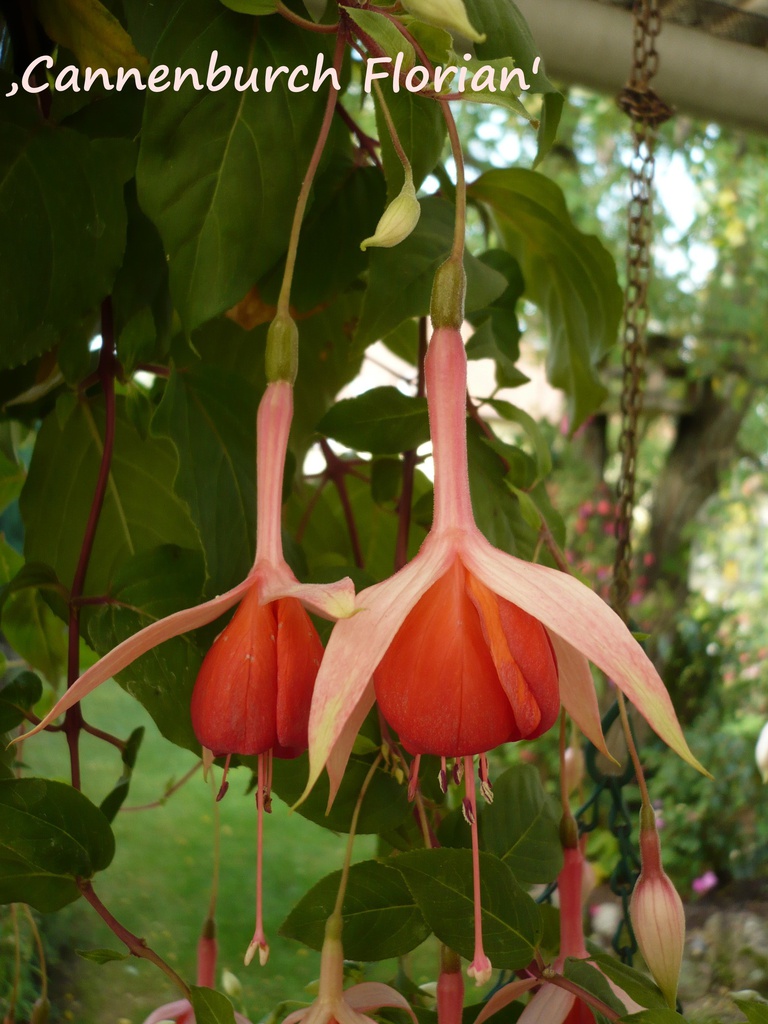 Cannenburch Floriant