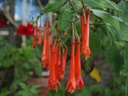 Fuchsia dependens