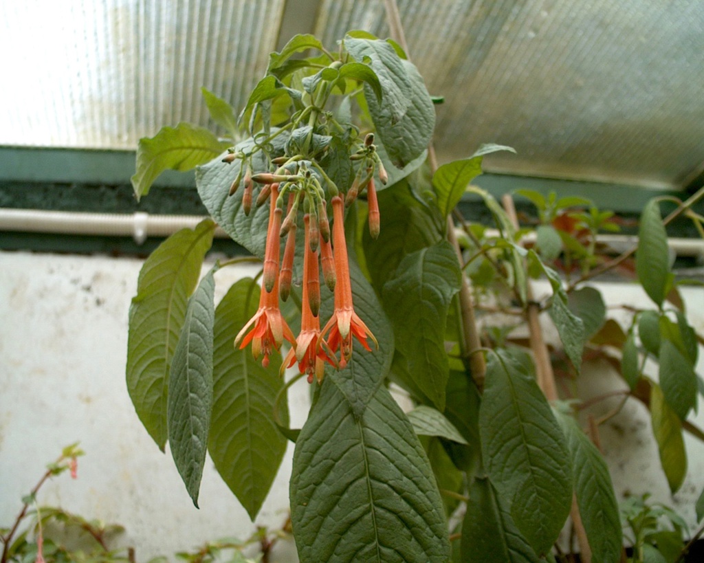 Fuchsia dependens