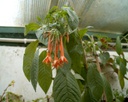 Fuchsia dependens