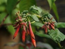 Fuchsia dependens
