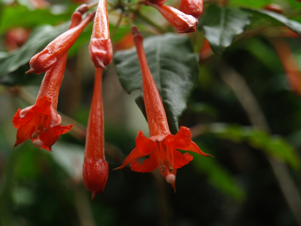 Fuchsia scherffiana