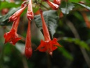 Fuchsia scherffiana