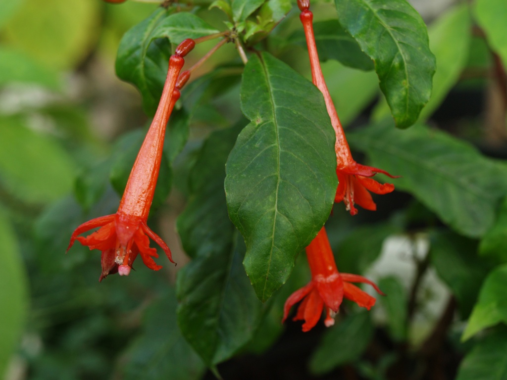 Fuchsia scherffiana