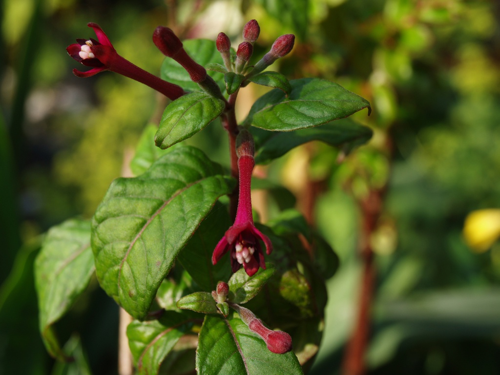Fuchsia nigricans