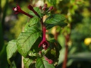 Fuchsia nigricans