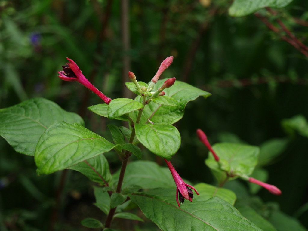 Fuchsia nigricans