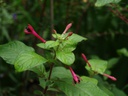 Fuchsia nigricans