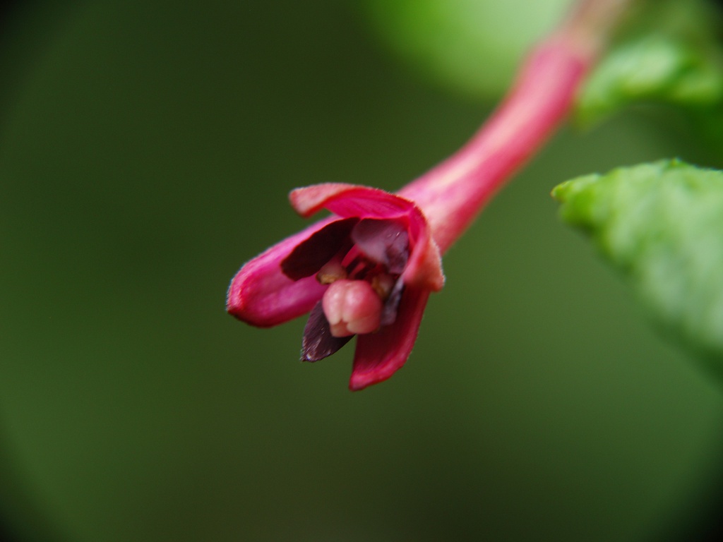 Fuchsia nigricans