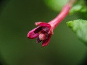 Fuchsia nigricans