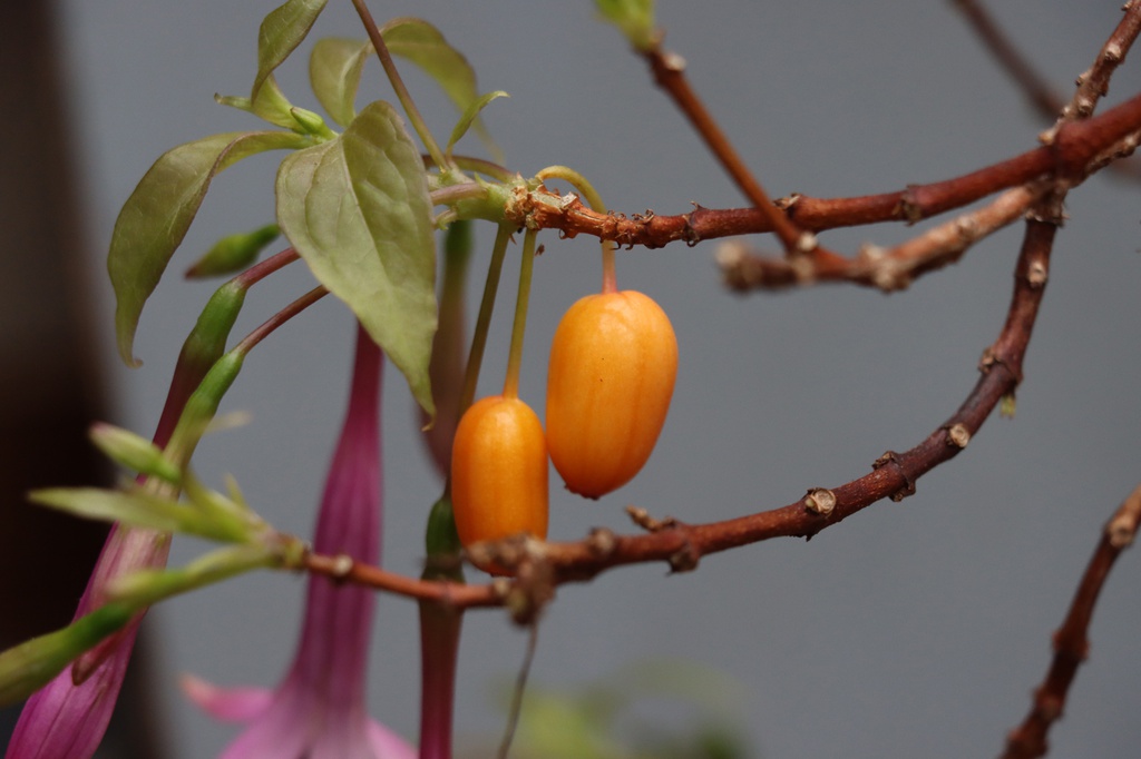 Fuchsia juntasensis