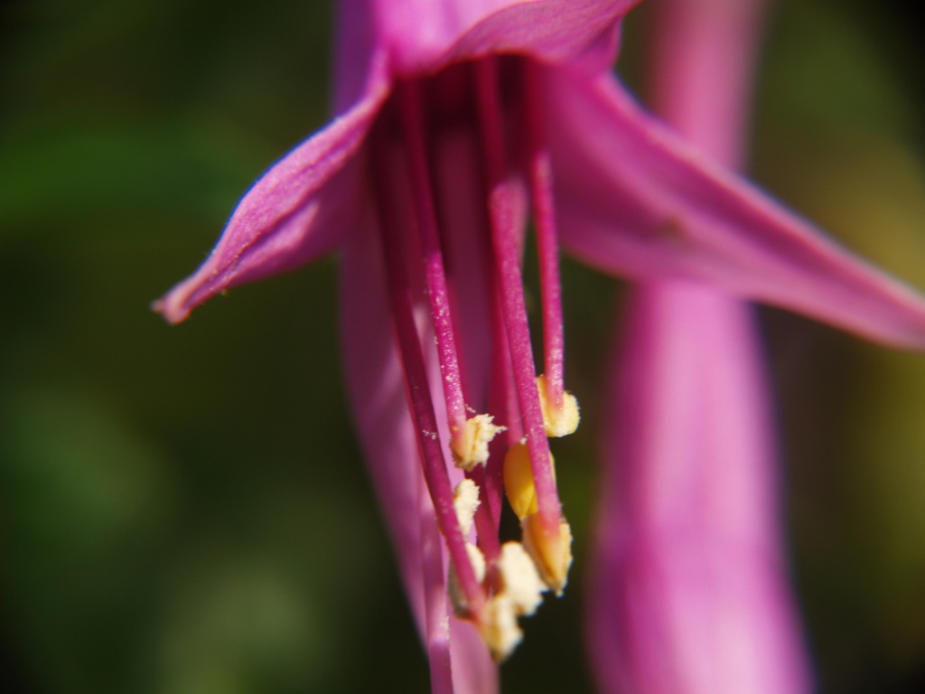 Fuchsia juntasensis
