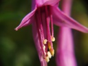 Fuchsia juntasensis
