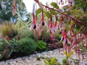Fuchsia mag. var. arauco