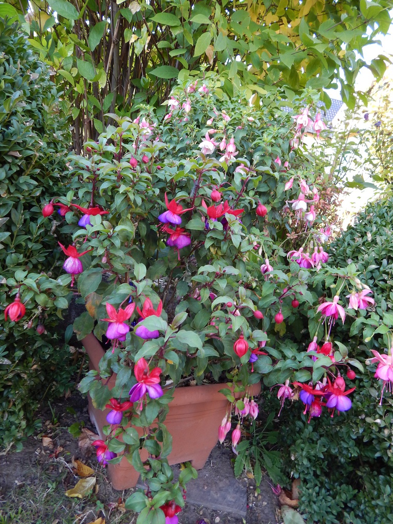 Frankfurter Schlippche