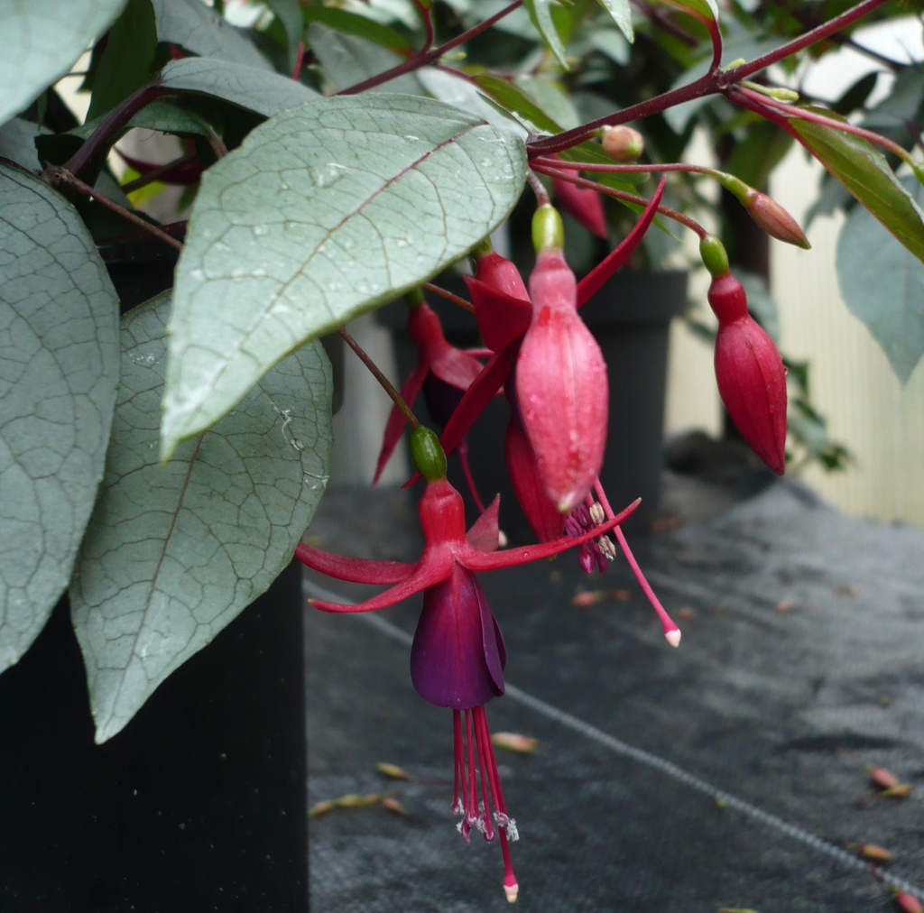 Freundeskreis Nürnberg