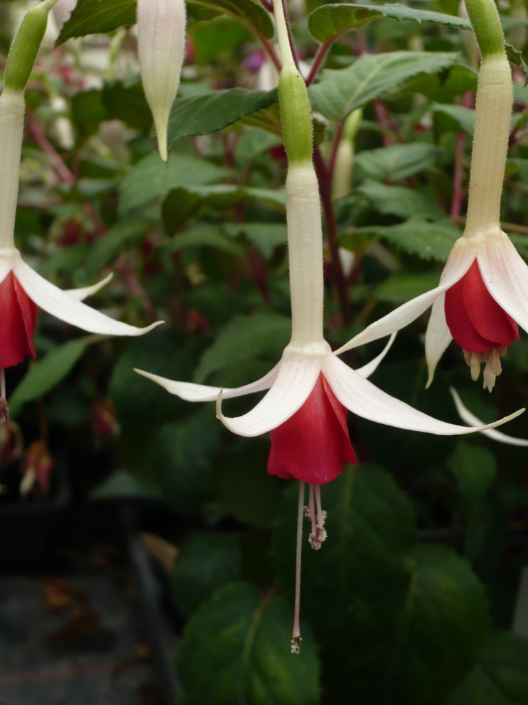 Bürgermeister Georg Beier