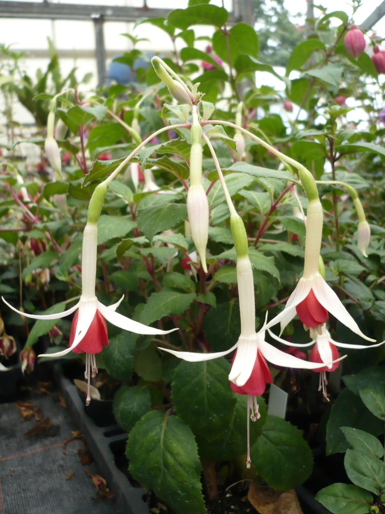 Bürgermeister Georg Beier