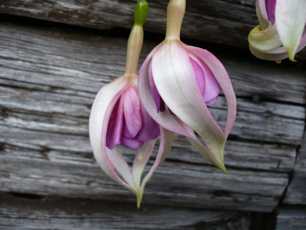 Botanische Gärten Bonn