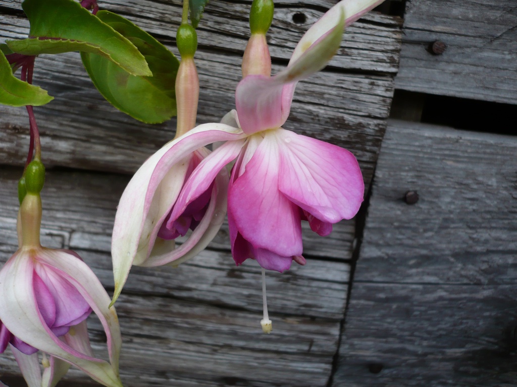 Botanische Gärten Bonn