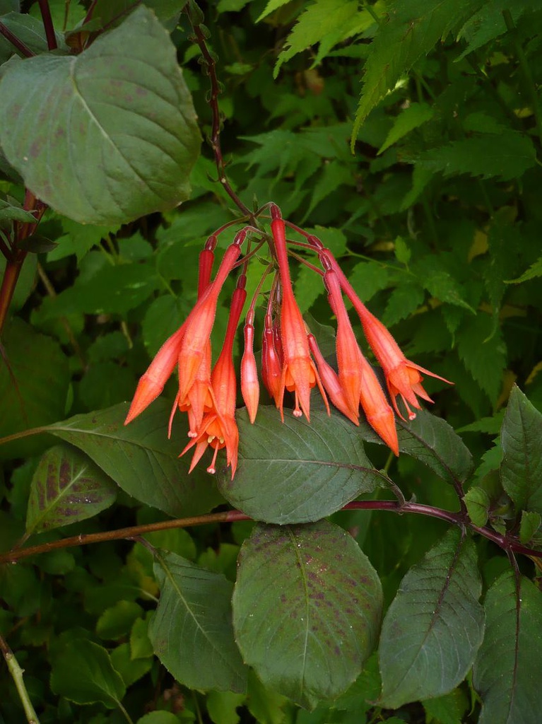 Gartenmeister Bonstedt