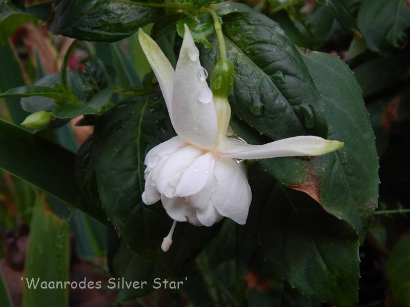 Waanrodes Silver Star