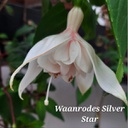 Waanrodes Silver Star