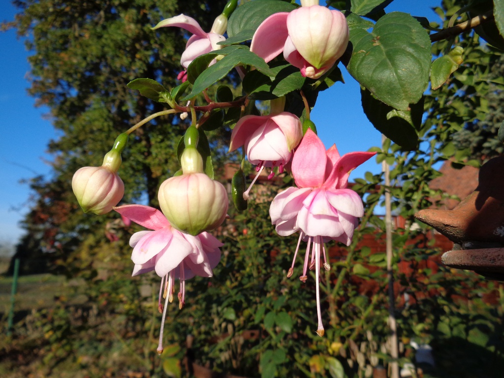 Carol Lynn Whittemore