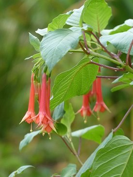 F. fulgens var. rubra grandiflora