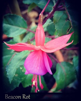 Beacon Rot