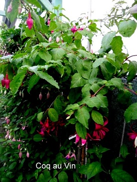 Coq au Vin