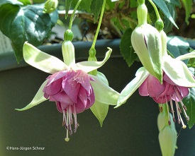 Eurofuchsia Denmark 2007