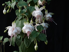 Freundeskreis München