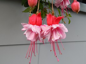 R.A.F (Royal Air Force)