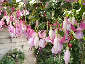 Sarah aus dem Nettetal