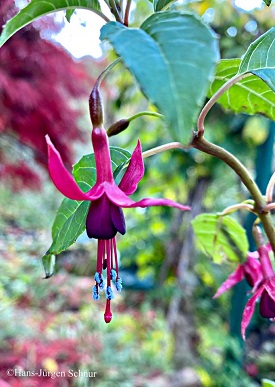 Whiteknights Amethyst