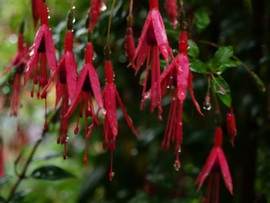 F. mag.var. Riccartonii