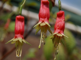 F. splendens